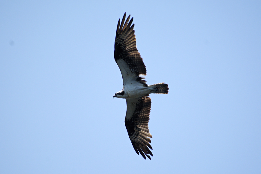 Osprey in flight.