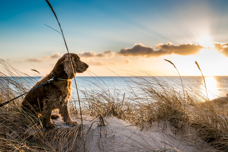 A dog on an Outer Banks beach