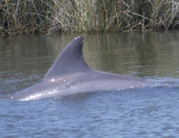 Roanoke Sound dolphin swims within yards of the shoreline.