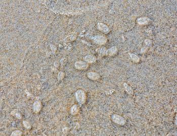 salp white clear aquatic creature on shores of outer banks