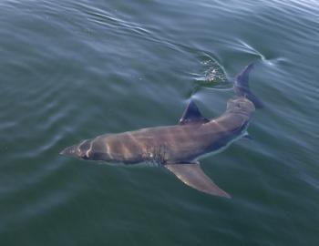 great white shark swimming in water