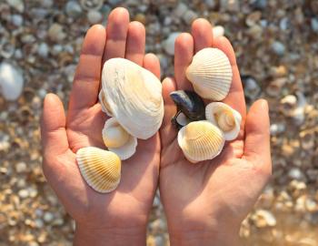 person holding a variety of sea shells on the beach