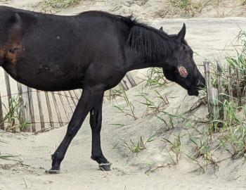 Although difficult to look at, the wounds Alma the Wild Horse suffered appear to be healing.