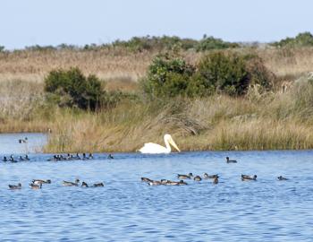 An American White Pelican visits Pea Island National Wildlife Refuge.