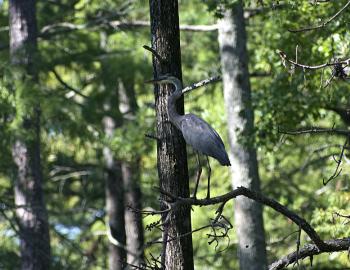 Great Blue Heron perched in a tree.