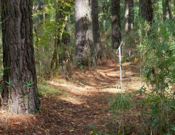 The Birch Lane Trail in Kitty Hawk Woods features towering loblolly pine.