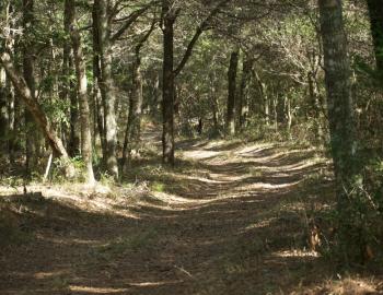 Flowers Ridge Road, one of the roads wandering through Buxton Woods.