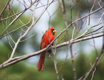 A cardinal perches in a tree at Sandy Run Park.