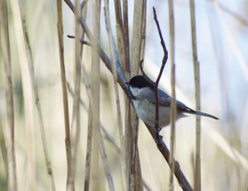 A Carolina Chickadee in the rushes at Sandy Run Park, Kitty Hawk.