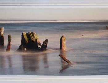 "The Beaches are moving" showing stumps of long submerged maritime forest in Carova.