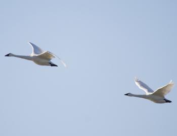 Trumpeter Swans take flight over Pea Island National Wildlife Refuge on Christmas Day.