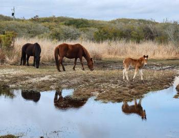 Dove, the latest addition to the Corolla Wild Horse herd.