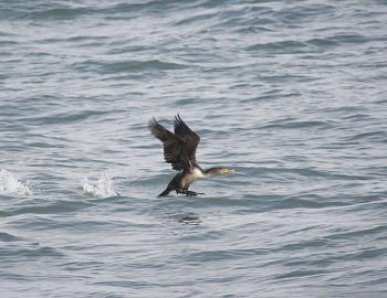 A double-crested cormorant takes flight.
