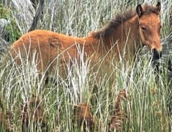 Hard to see but there is a foal in the underbrush.