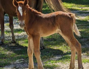 Meet Cosmos the latest addition to the Corolla Wild Mustang herd.