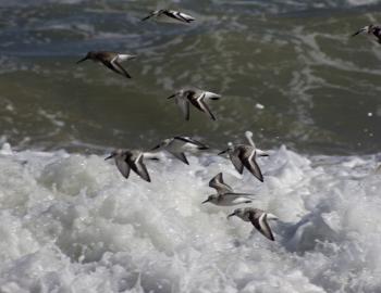 Sandpipers in Flight on the Kitty Hawk beach.