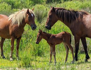 New foal Ceres stands on wobbly legs while watched over by protective mares.