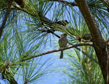 Field sparrow at Run Hill State Natural Area