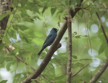 Indigo bunting photographed in Kitty Hawk Woods.