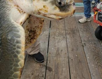 Juvenile Kemp's Ridley after being rescued from the surf.