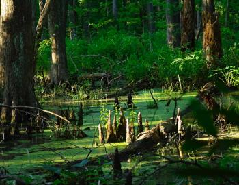 Verdant swamp and marsh line the Birch Lane Trail in Kitty Hawk Woods.