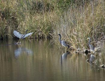 A tri colored heron lands while two other wade in the water for Manteo Marshes.