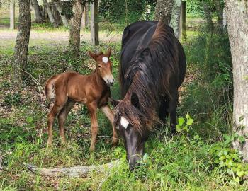 Donner the newest addition to the Corolla Wild Horse herd.