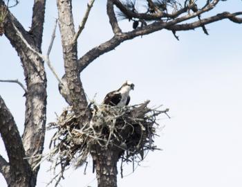 An osprey checks out her surrounding from her nest at Sandy Run Park.