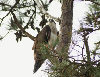 An osprey peers out from the branches of a tree in Sandy Run Park.