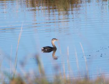 A Pied-Billed Grebe swimming in the south impoundment pond at Pea Island.