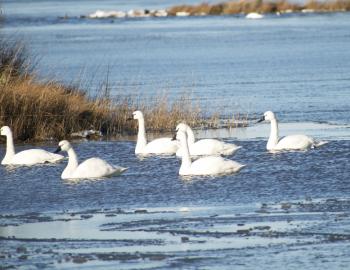 Trumpeter Swans at Pea Island National Wildlife Refuge.