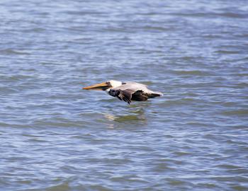 Skimming the water, a brown pelican glides above the waters of the Atlantic. just off Kitty Hawk beach.