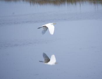 Great Egret flying over Currituck Sound at Pine Island .