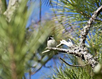 A Carolina Chickadee in the perches in a pine tree along the Pine Island Trail.