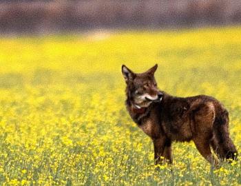 Located across the sounds from the Outer Banks, Red Wolves find a home in Alligator River.