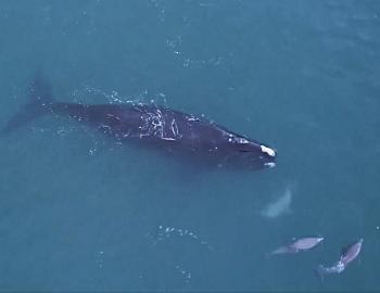 North American Right Whale off Avalon Pier (Photo, Island Free Press)