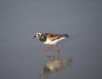 A ruddy turnstone on the beach in Kitty Hawk.