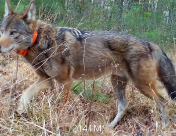 Red Wolf with a blaze orange collar walks through Alligator River National Wildlife Refuge.