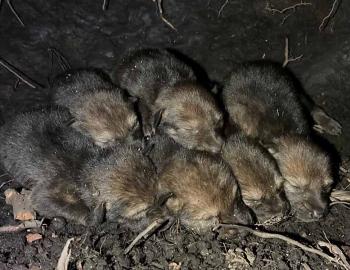 Six red wolf pups were born during the week of April 18 at ARNWR.