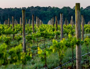 In the summer Sanctuary Vineyards takes on the look of the classic wine regions of the world.