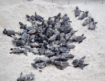 A Sea turtle boil or hatching. Photo, Coast Review