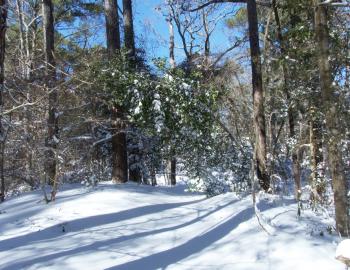 Kitty Hawk Woods in the Snow.