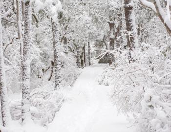 Currituck Banks Estuarine Reserve boardwalk becomes a winter wonderland.