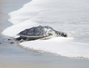 A Kemp's Ridley sea turtle on an Outer Banks beach heads for the ocean.