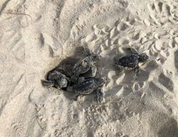 Loggerhead hatchlings make for the sea. Photo USF&W