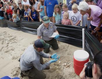 CHNS Park Rangers counting the sea turtle eggs excavated from a nest.
