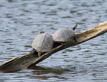 Two Yellow-bellied Sliders basking in the sun at Sandy Run Park in Kitty Hawk.