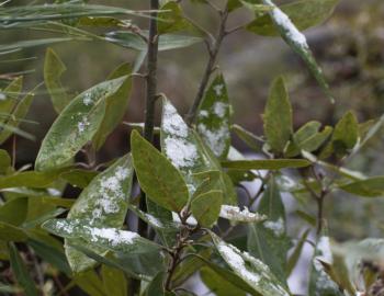 Just a little snow dusted the leaves in Sandy Run Park in Kitty Hawk.