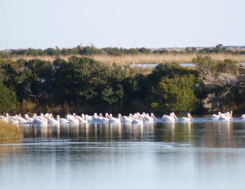 What may be a record number of American White Pelicans are visiting Pea Island.