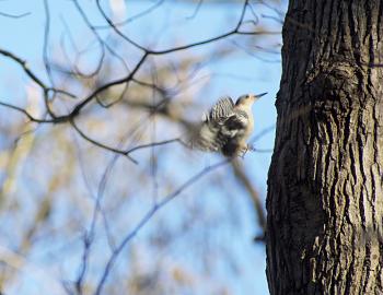 A red-headed woodpecker hovers by a tree before taking flight.